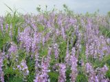 Vicia tenuifolia