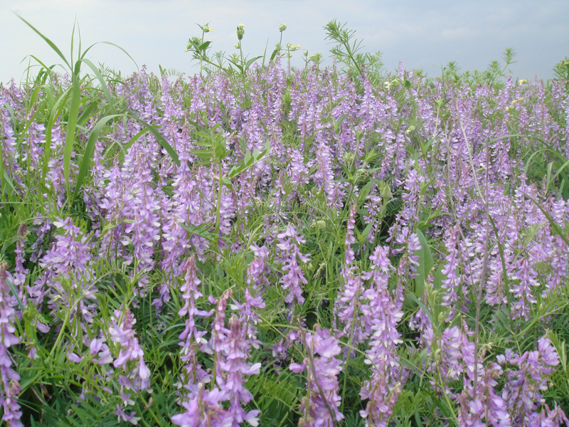 Image of Vicia tenuifolia specimen.