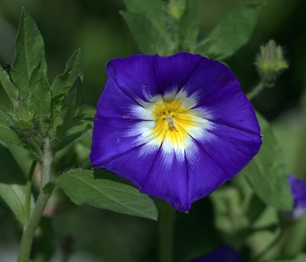 Image of Convolvulus tricolor specimen.