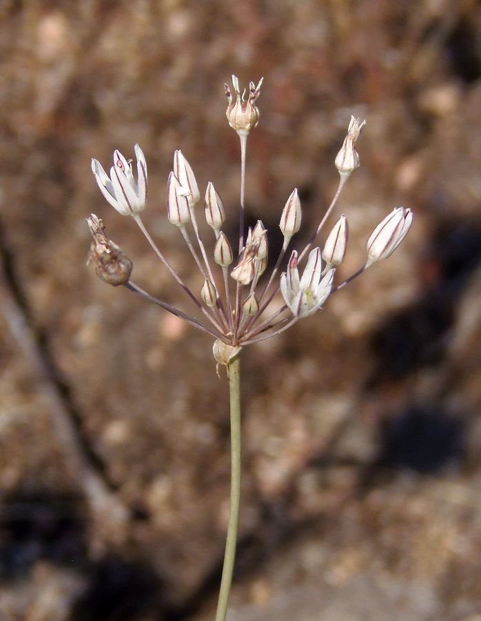 Image of Allium inaequale specimen.