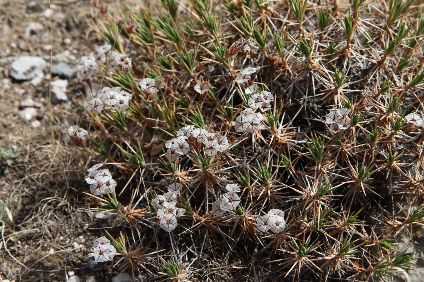 Image of Acantholimon velutinum specimen.