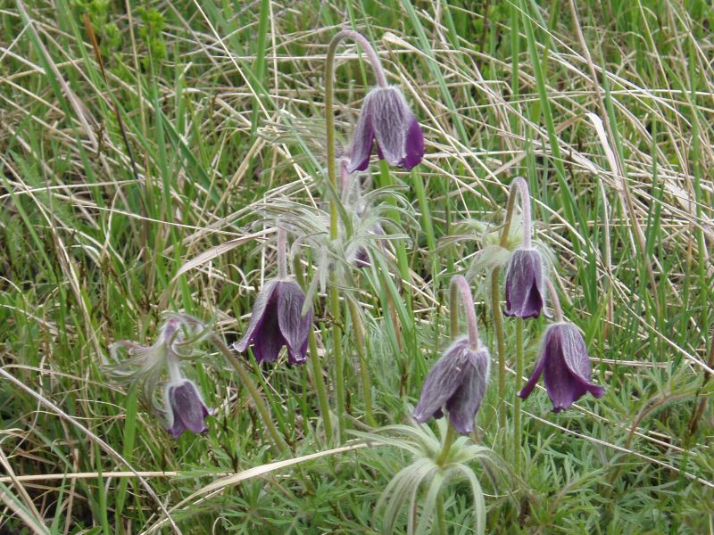 Image of Pulsatilla ucrainica specimen.