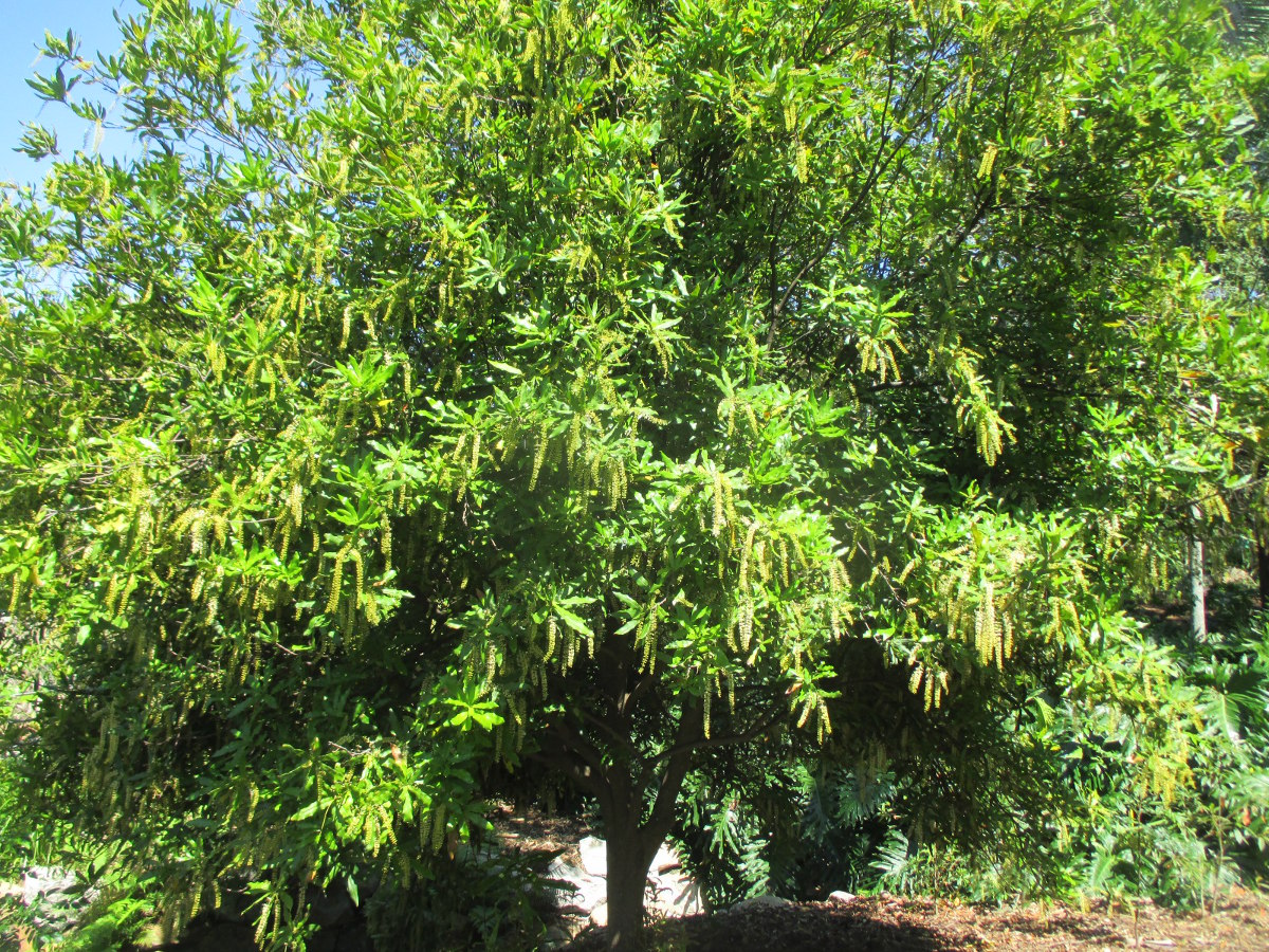 Image of Macadamia tetraphylla specimen.