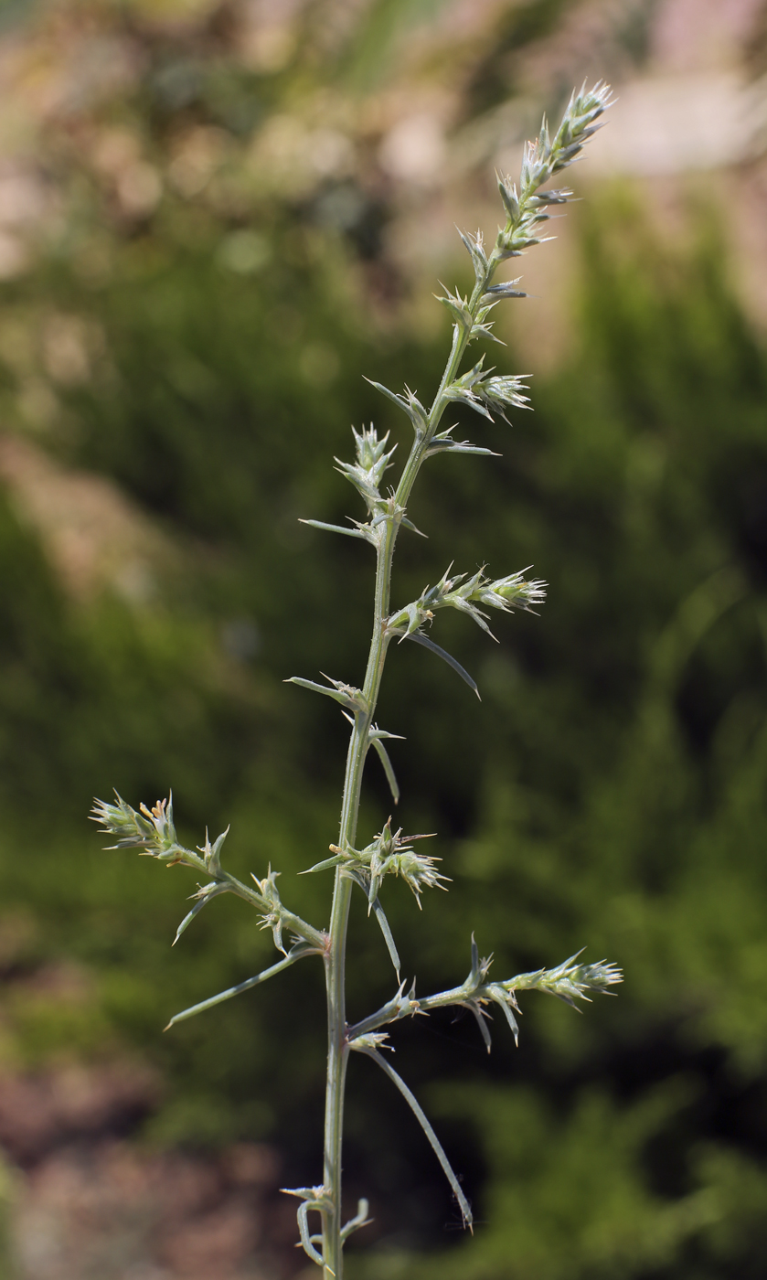 Image of Salsola tragus specimen.