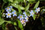 Myosotis palustris. Соцветие в каплях дождя с сидящей мухой. Московская обл., Талдомский р-н, в колее заболоченной лесной дороги. 11.07.2017.