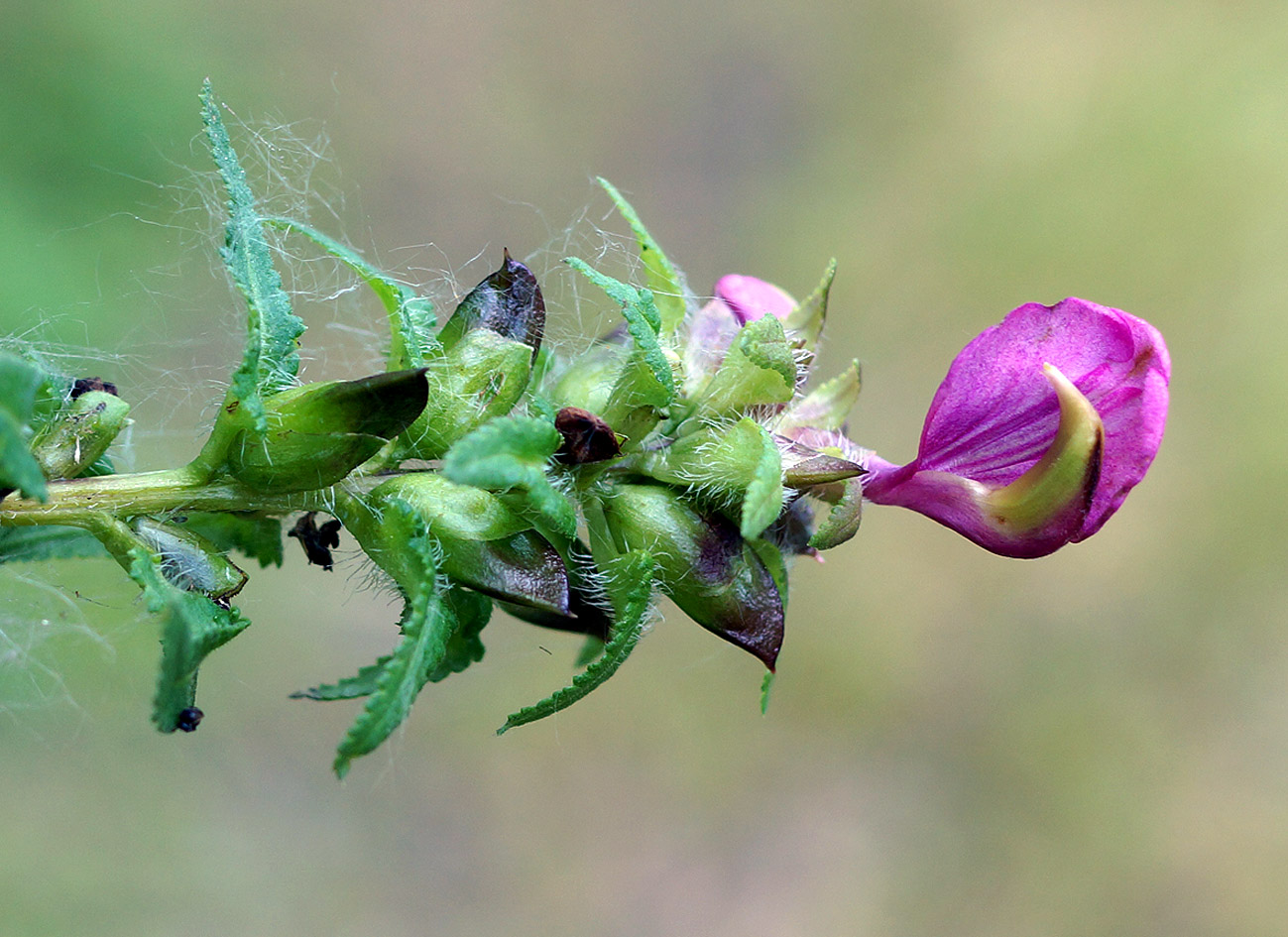 Изображение особи Pedicularis resupinata.