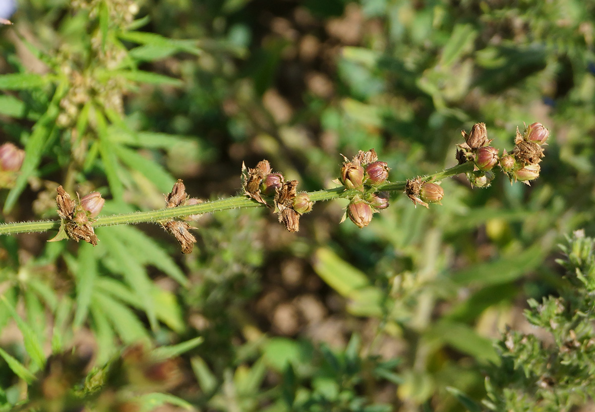 Image of Cichorium intybus specimen.