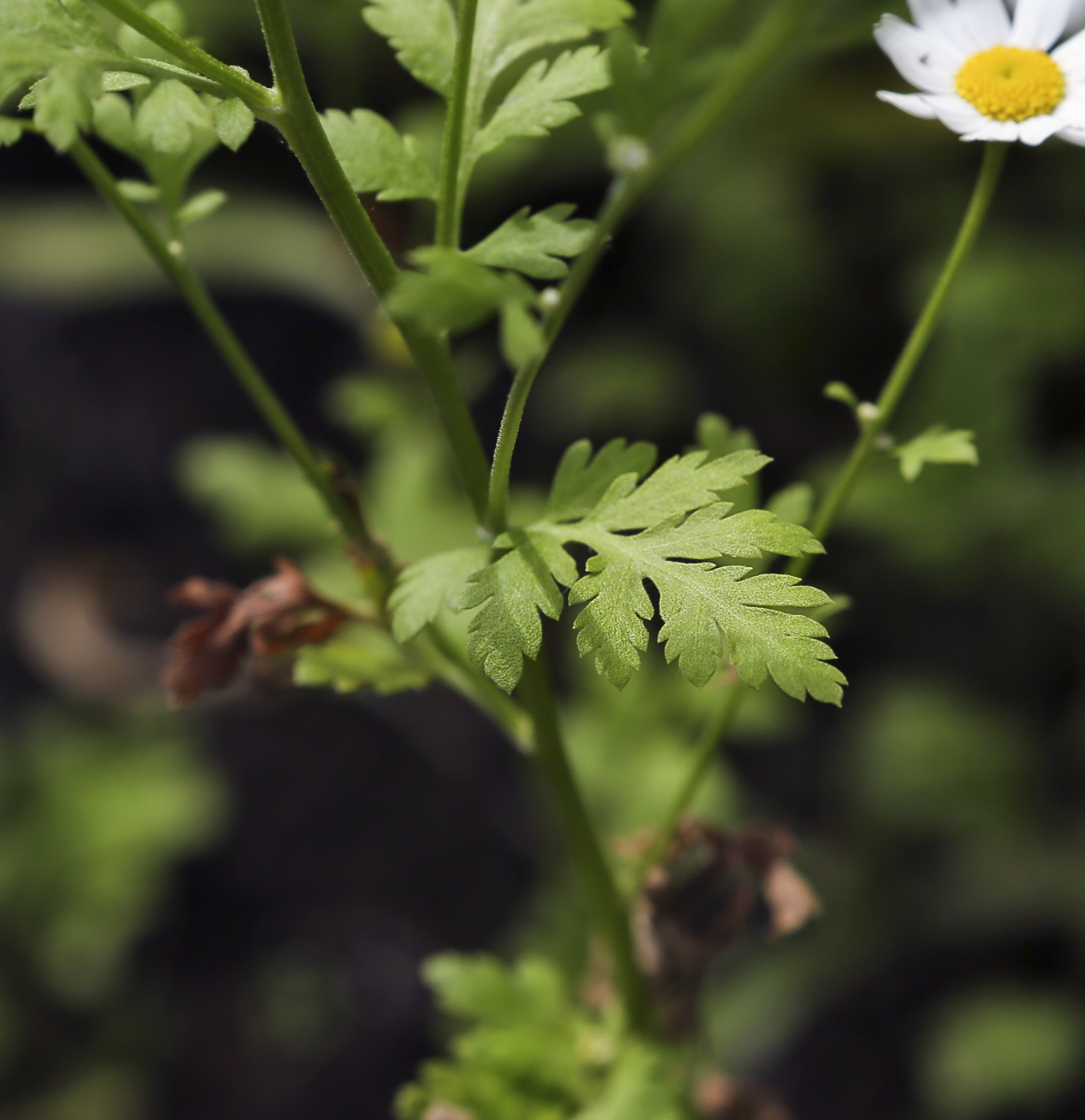 Image of Pyrethrum parthenium specimen.