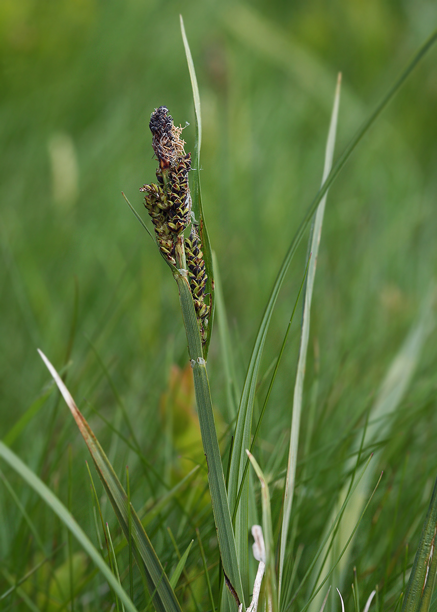 Изображение особи Carex dacica.