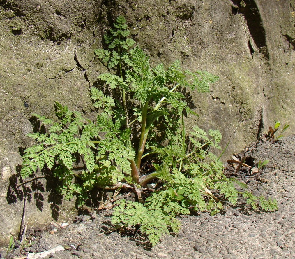 Image of Anthriscus caucalis specimen.