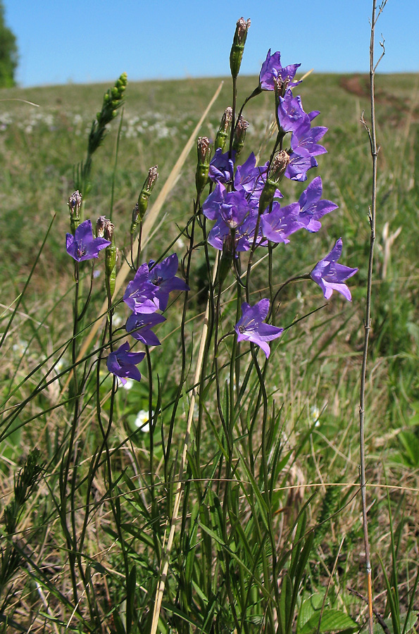 Image of Campanula persicifolia specimen.