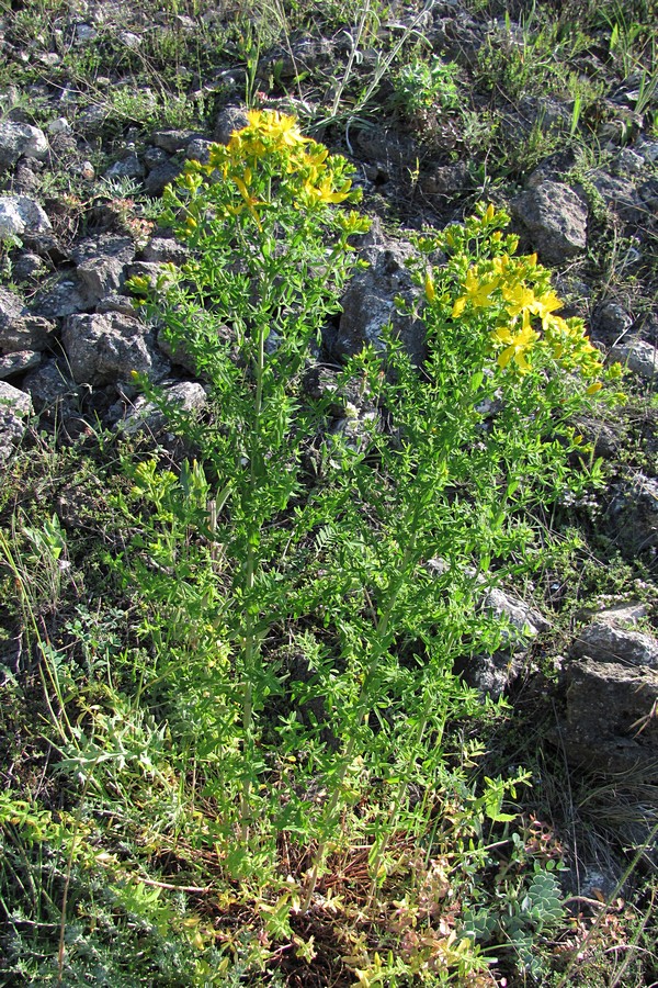 Изображение особи Hypericum perforatum.