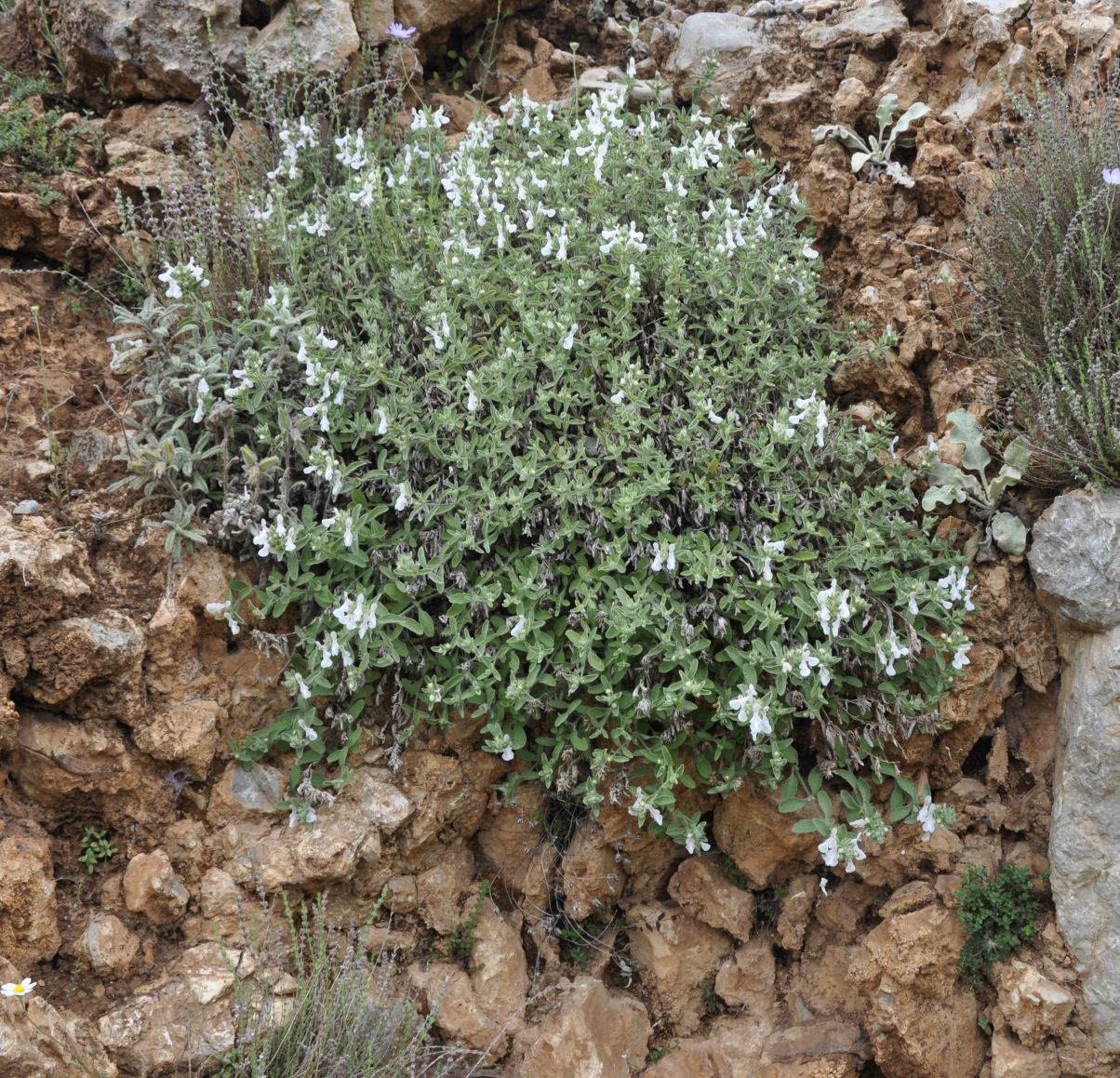 Image of Stachys swainsonii specimen.