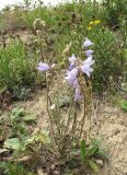 genus Campanula. Цветущее растение. Кабардино-Балкария, Эльбрусский р-н, окр. с. Бедык, ок. 900 м н.у.м., травяной склон. 08.08.2018.