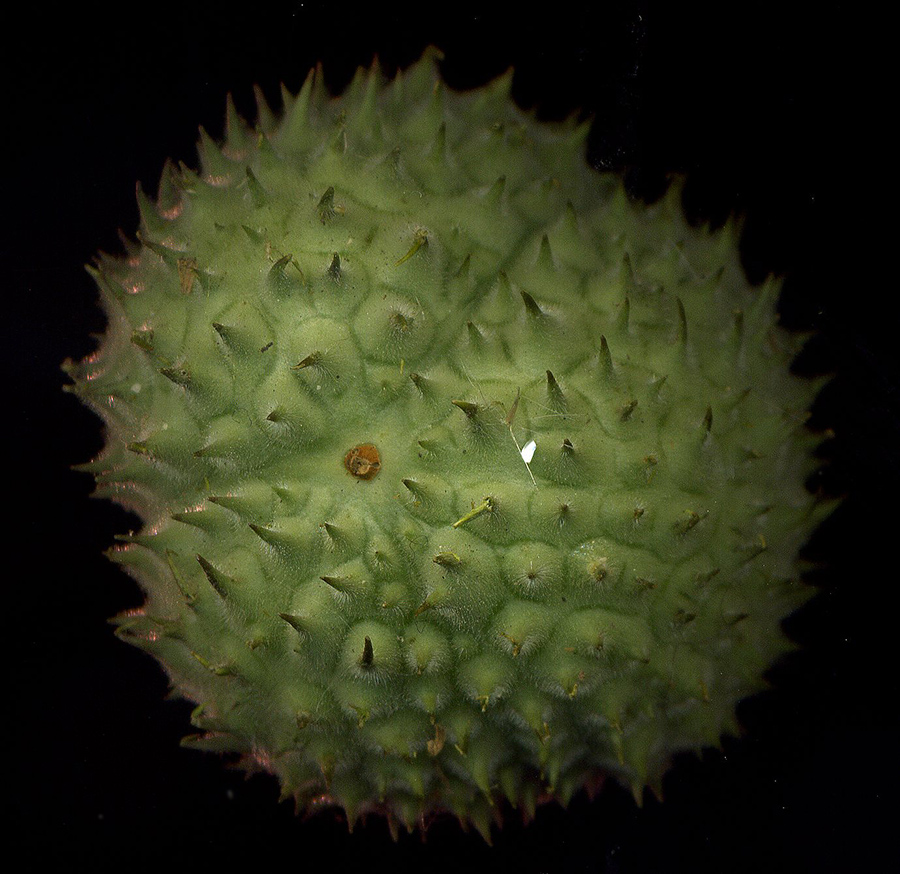 Image of Datura innoxia specimen.