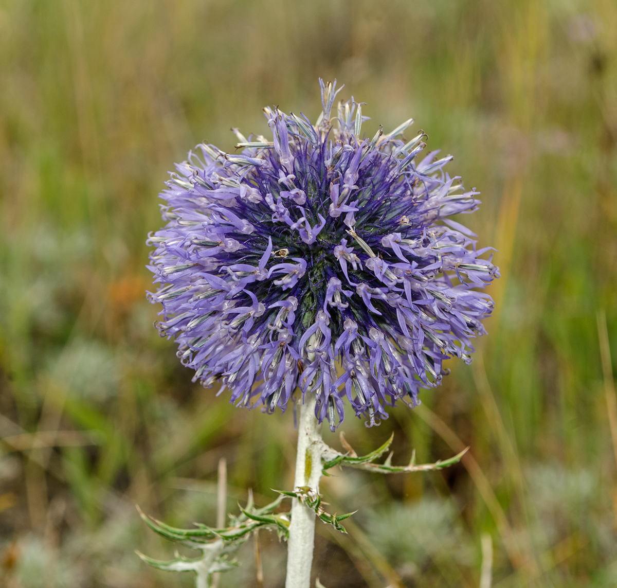 Изображение особи Echinops ruthenicus.