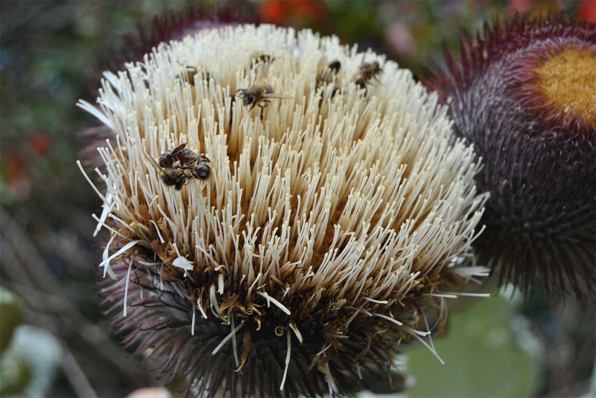 Image of Oldenburgia grandis specimen.