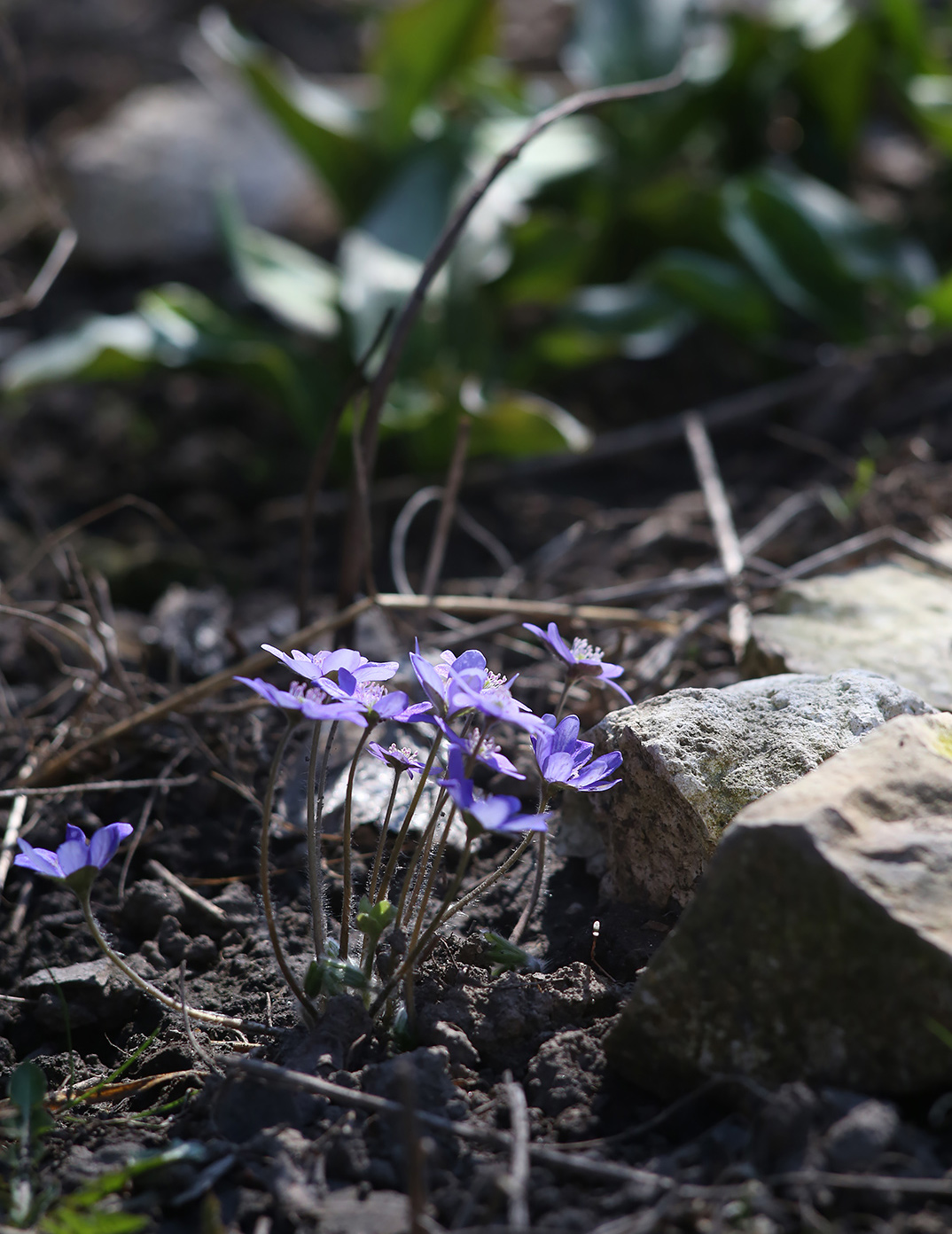 Image of genus Hepatica specimen.