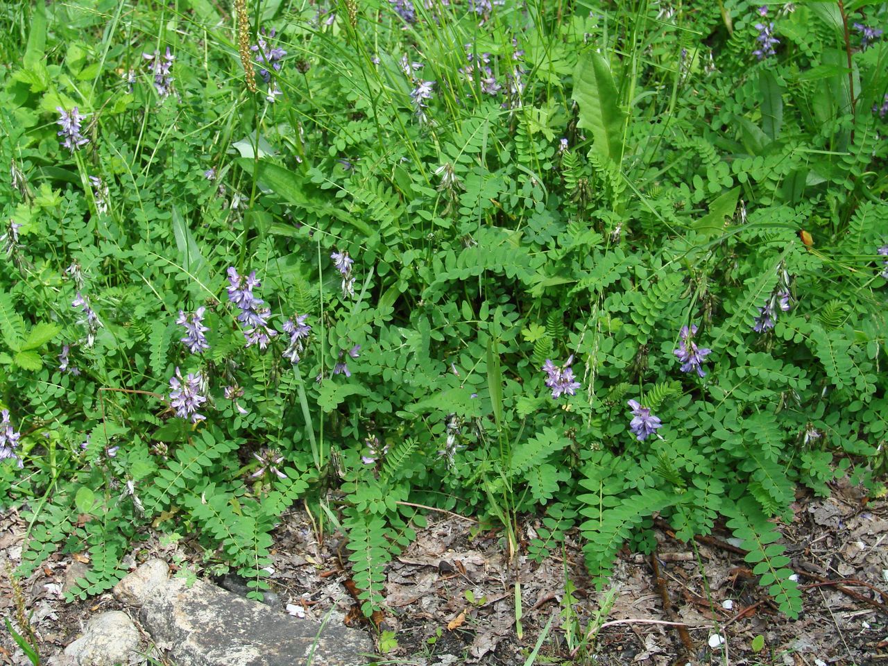 Изображение особи Astragalus alpinus.