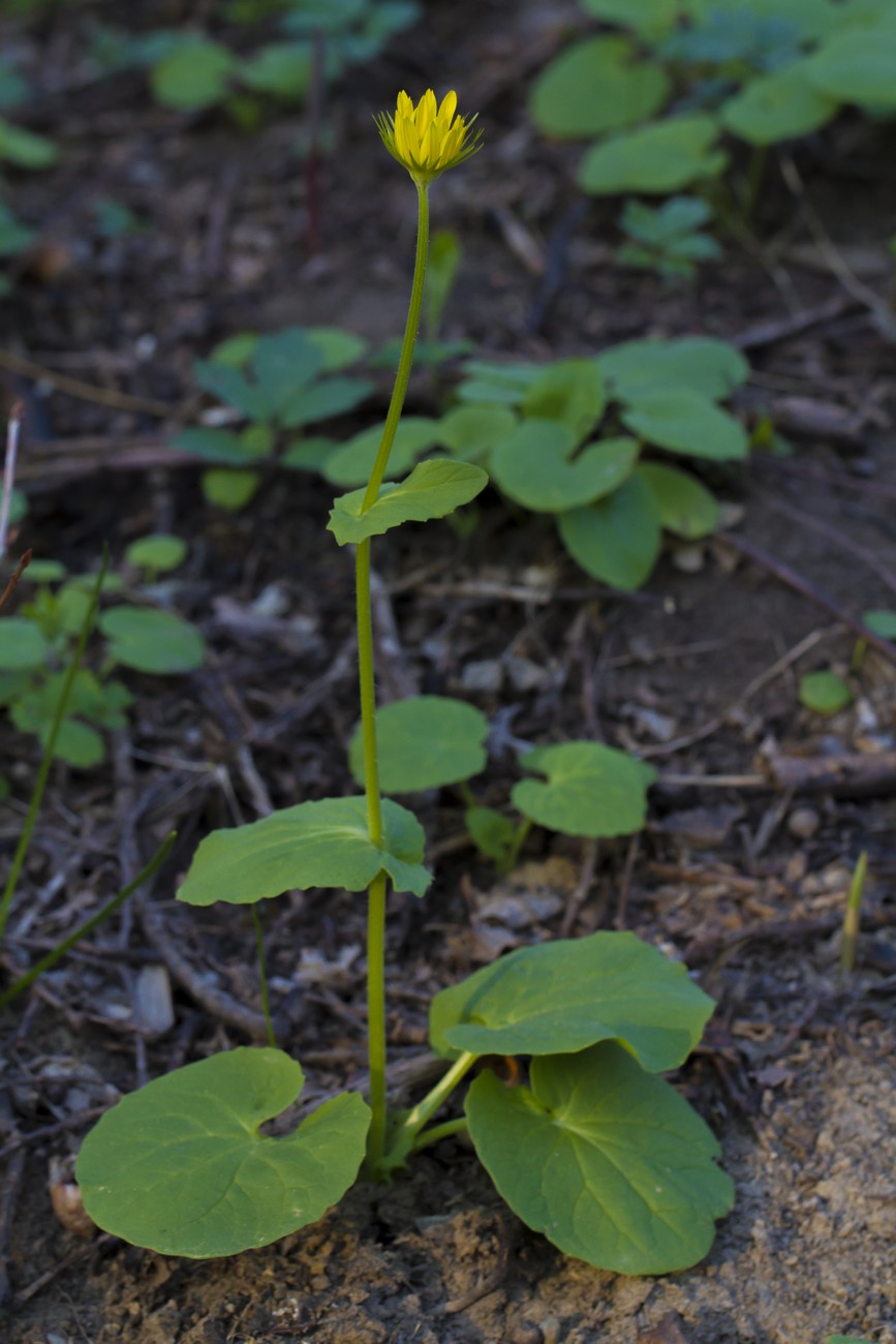 Image of Doronicum orientale specimen.