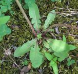 genus Taraxacum. Основание цветущего растения. Дагестан, окр. г. Дербент, у лесной дороги. 08.05.2018.