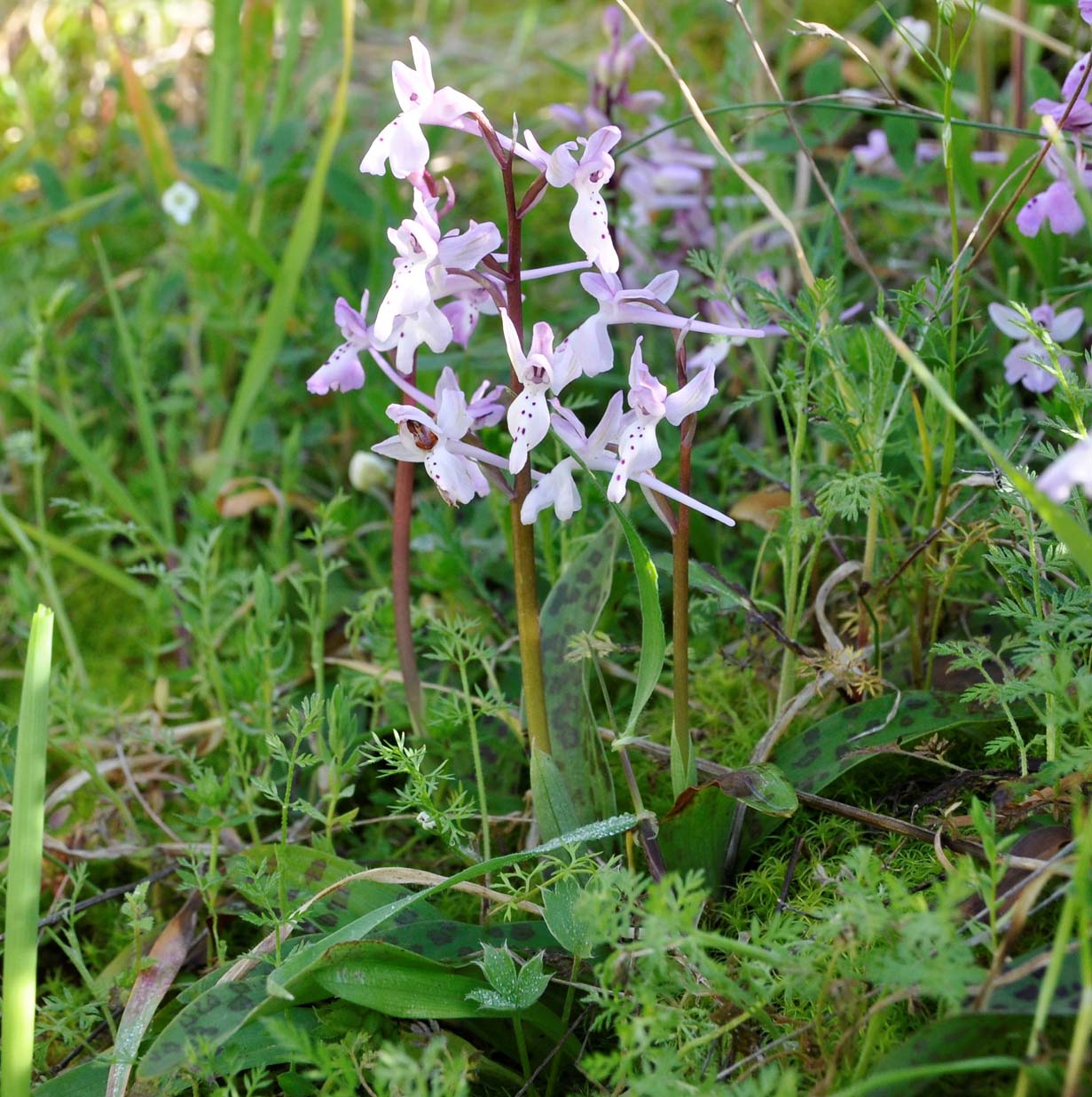 Image of Orchis anatolica specimen.