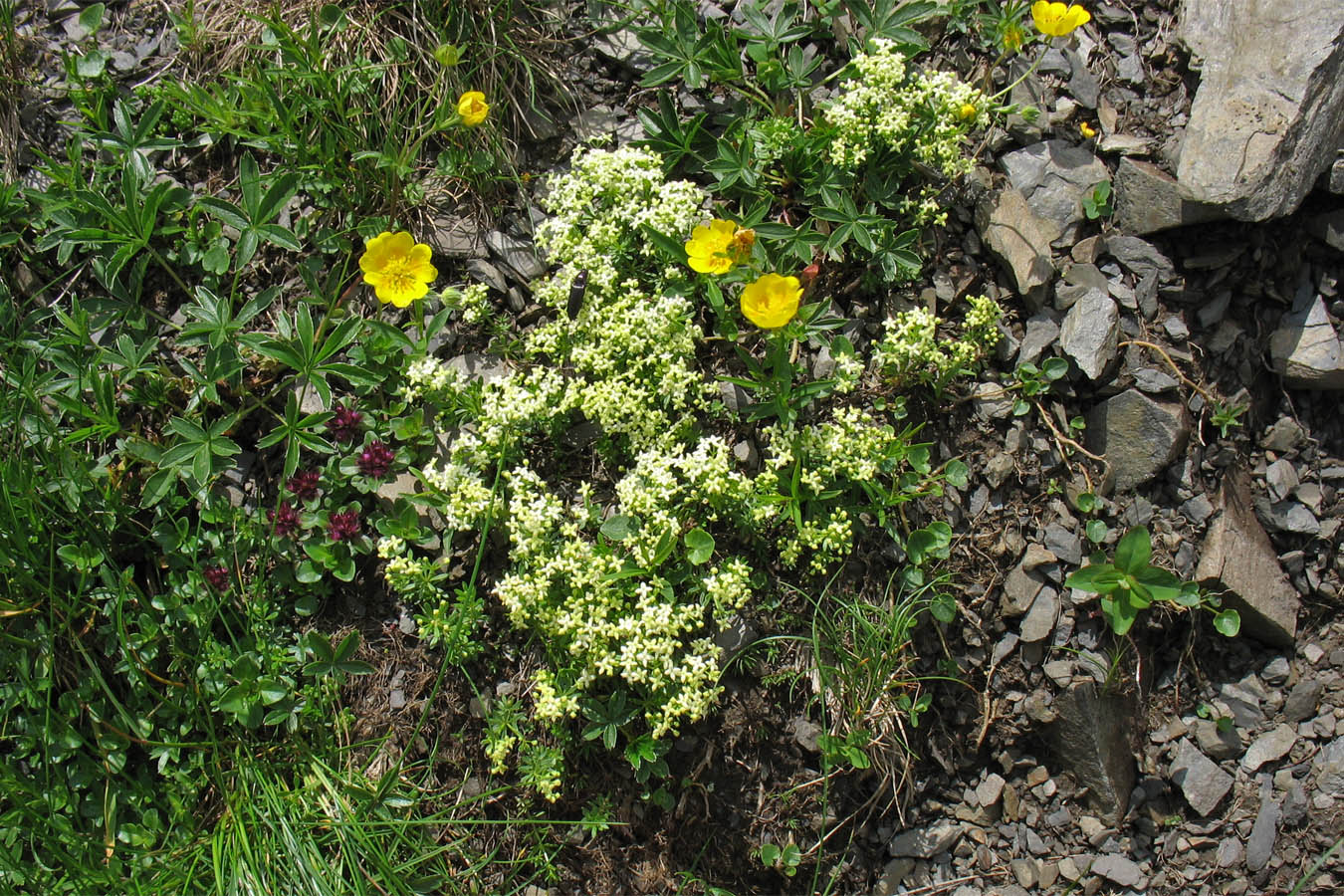 Изображение особи Galium bellatulum.