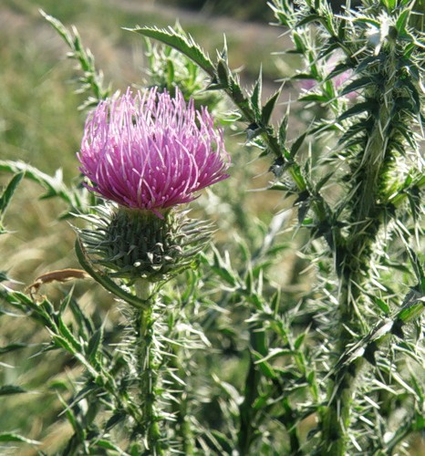 Image of Carduus acanthoides specimen.