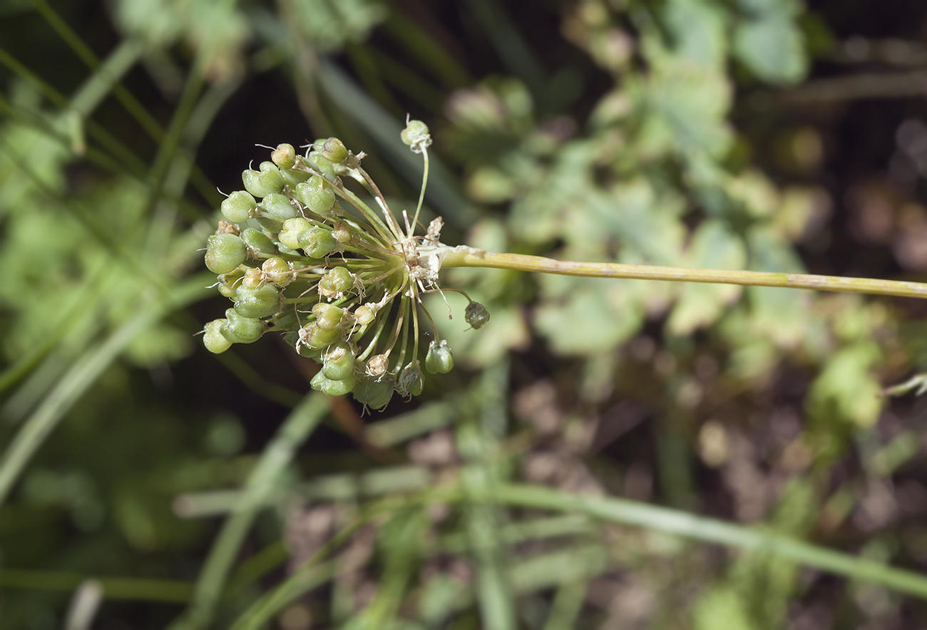 Изображение особи род Allium.