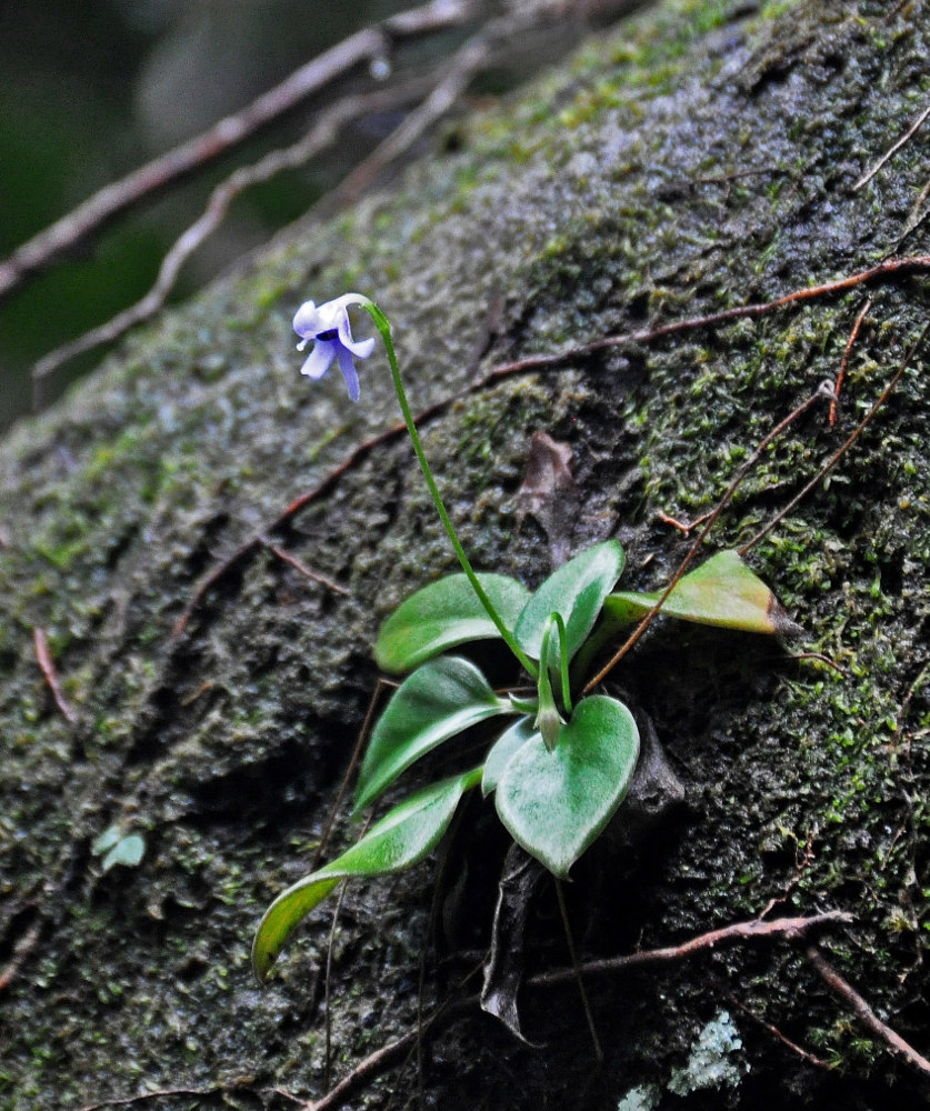 Image of Henckelia argentea specimen.