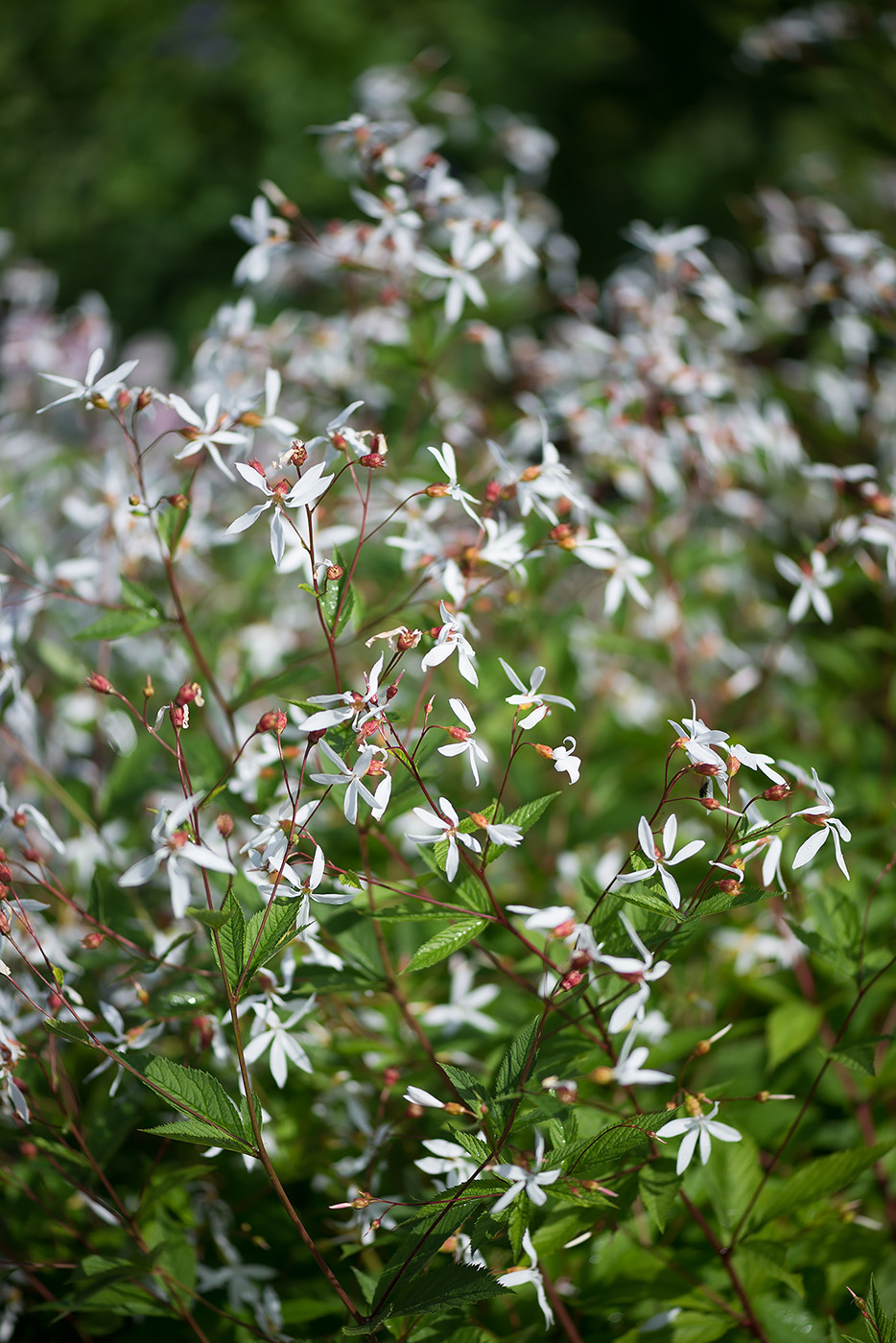 Image of Gillenia trifoliata specimen.