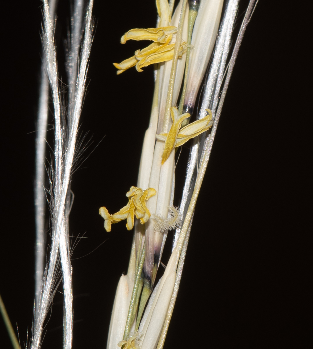 Image of Stipagrostis ciliata specimen.