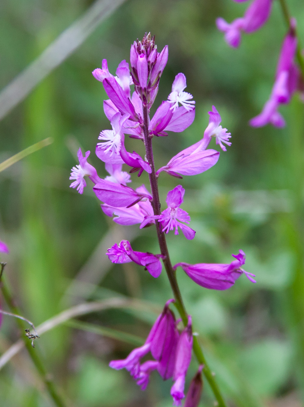 Image of Polygala major specimen.