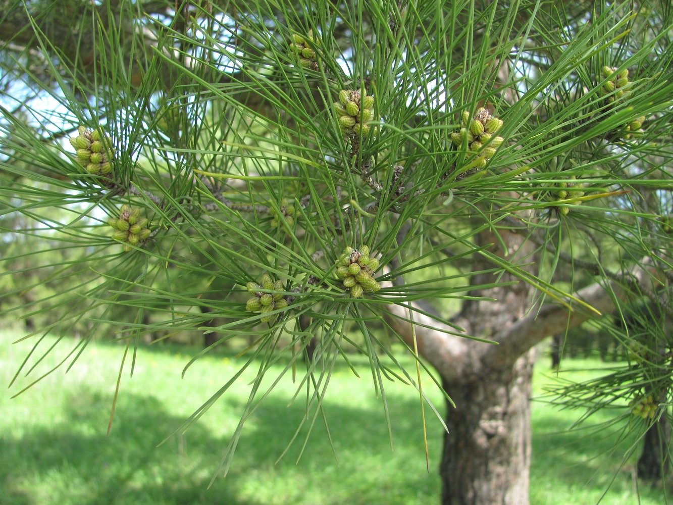 Image of Pinus eldarica specimen.