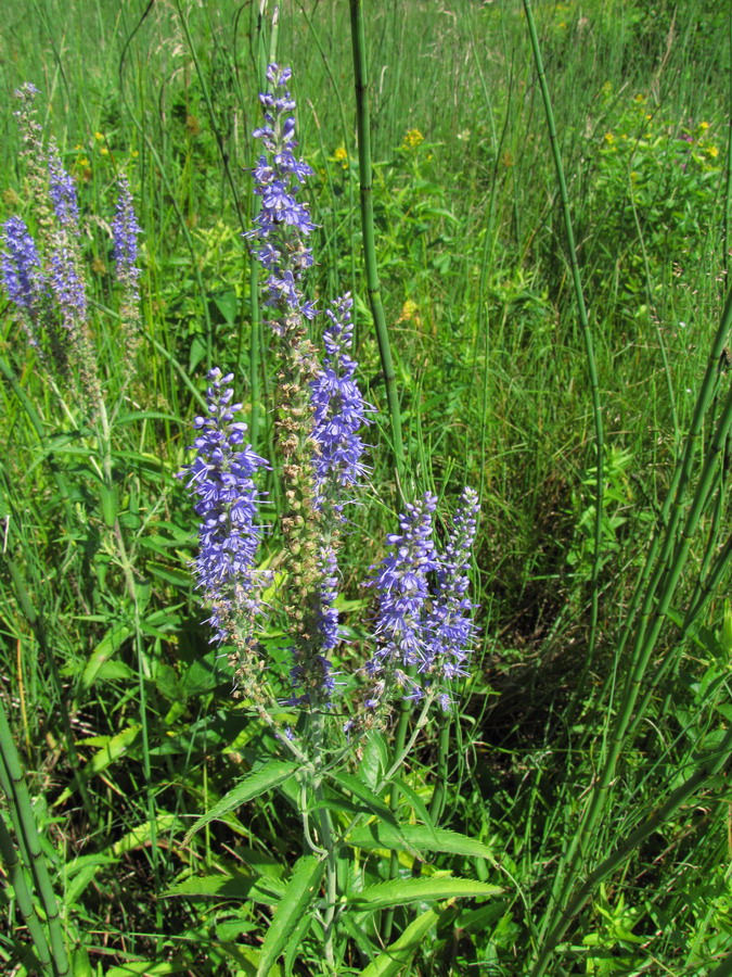 Image of Veronica longifolia specimen.