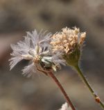 Image of taxon representative. Author is Роланд Цандекидис