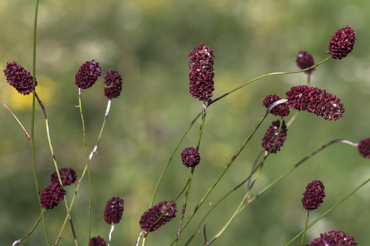 Изображение особи Sanguisorba officinalis.