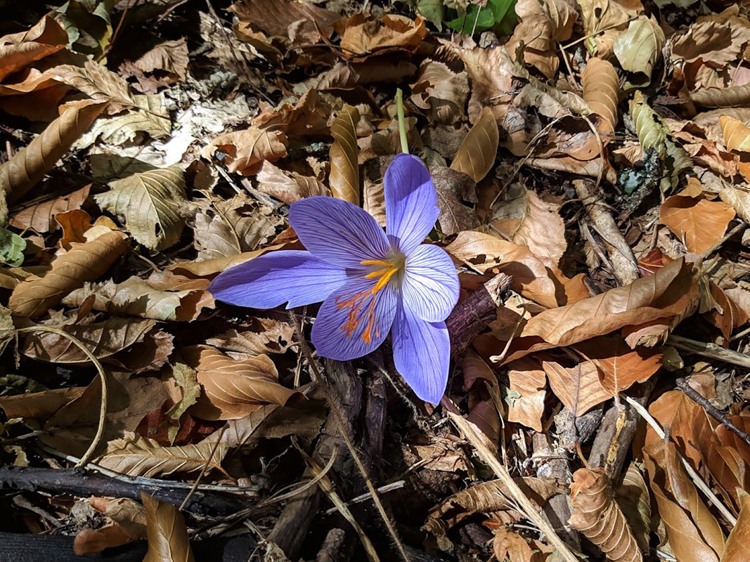 Изображение особи Crocus speciosus.