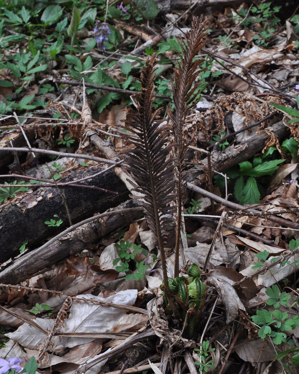 Image of Matteuccia struthiopteris specimen.