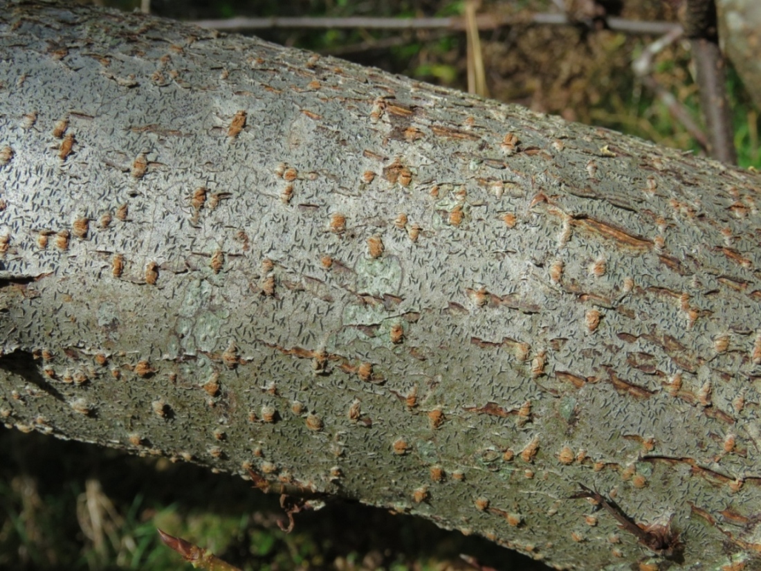 Image of Graphis scripta specimen.