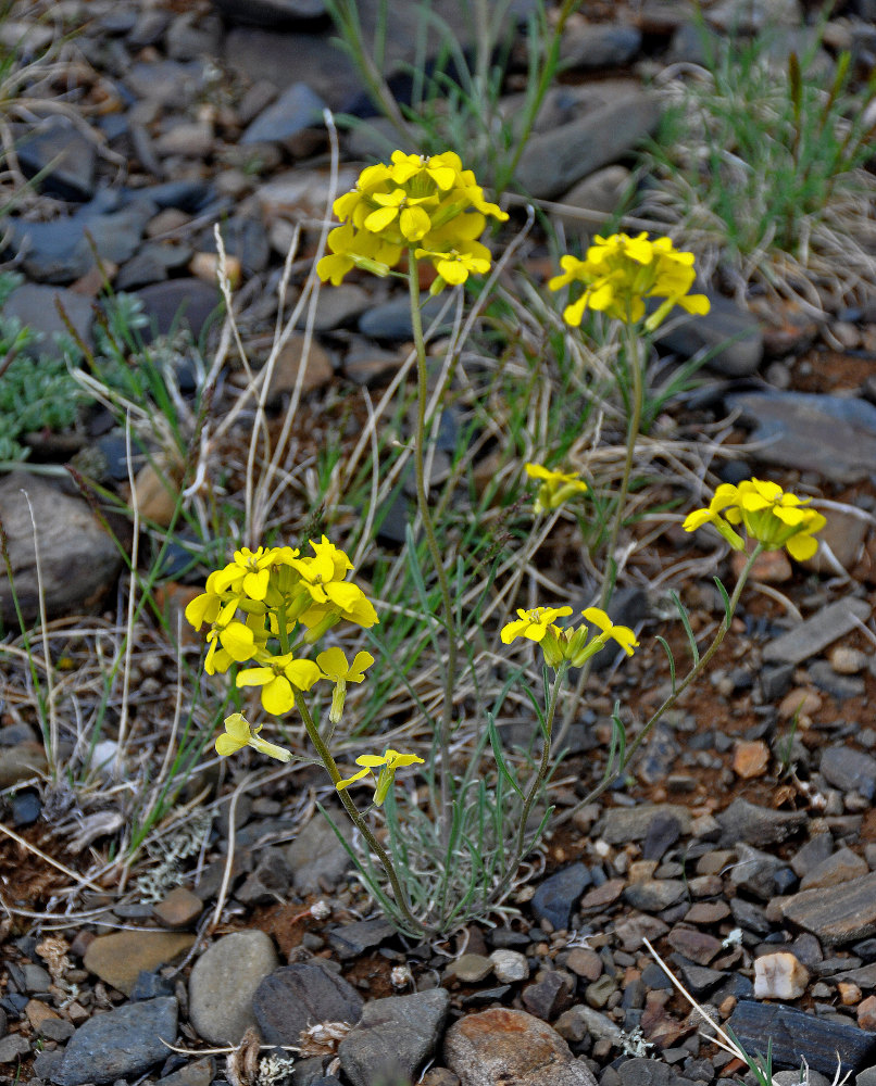 Image of Erysimum flavum specimen.