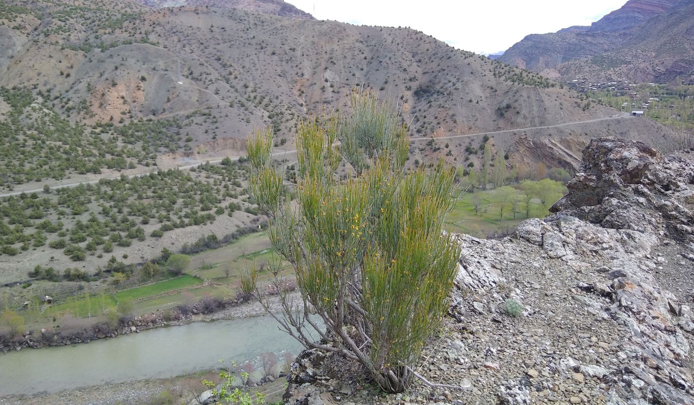 Image of Ephedra procera specimen.