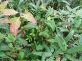 Смотреть изображение Toxicodendron orientale