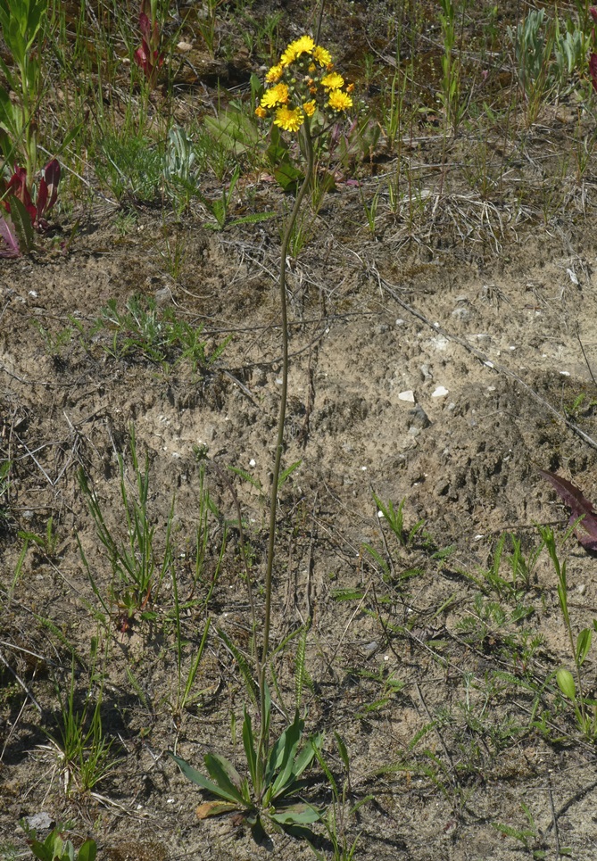 Image of genus Pilosella specimen.