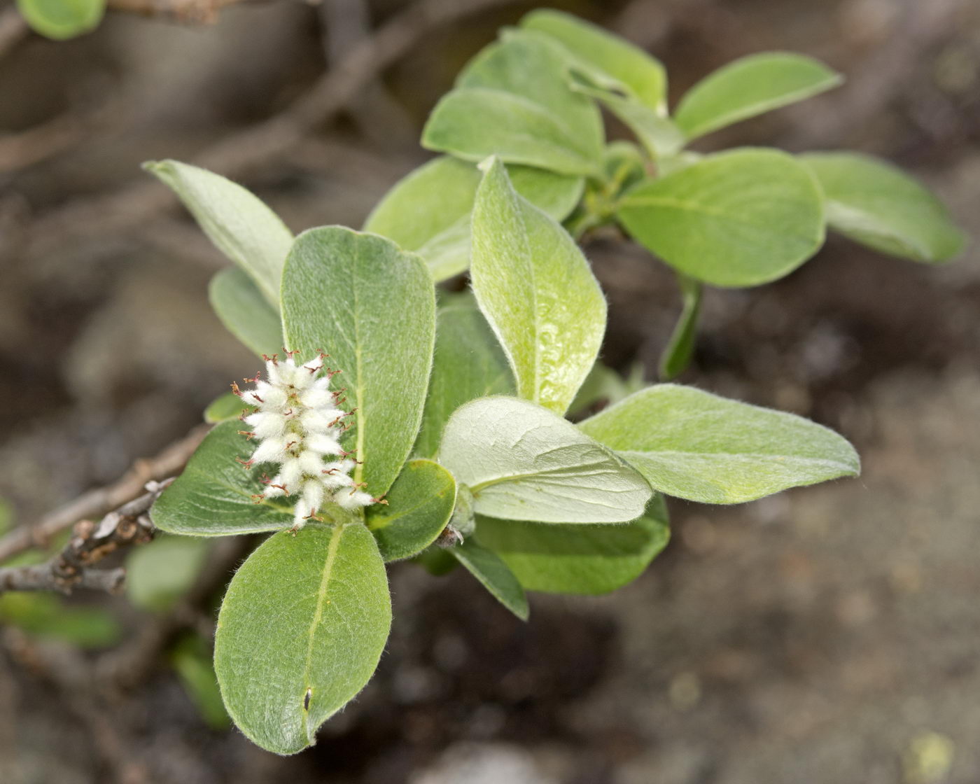 Image of Salix glauca specimen.