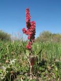 Rumex popovii