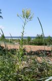 Isatis tinctoria