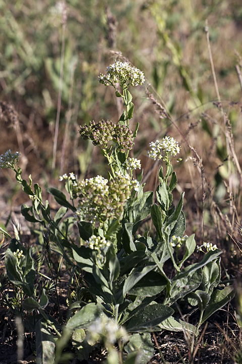 Image of Cardaria repens specimen.