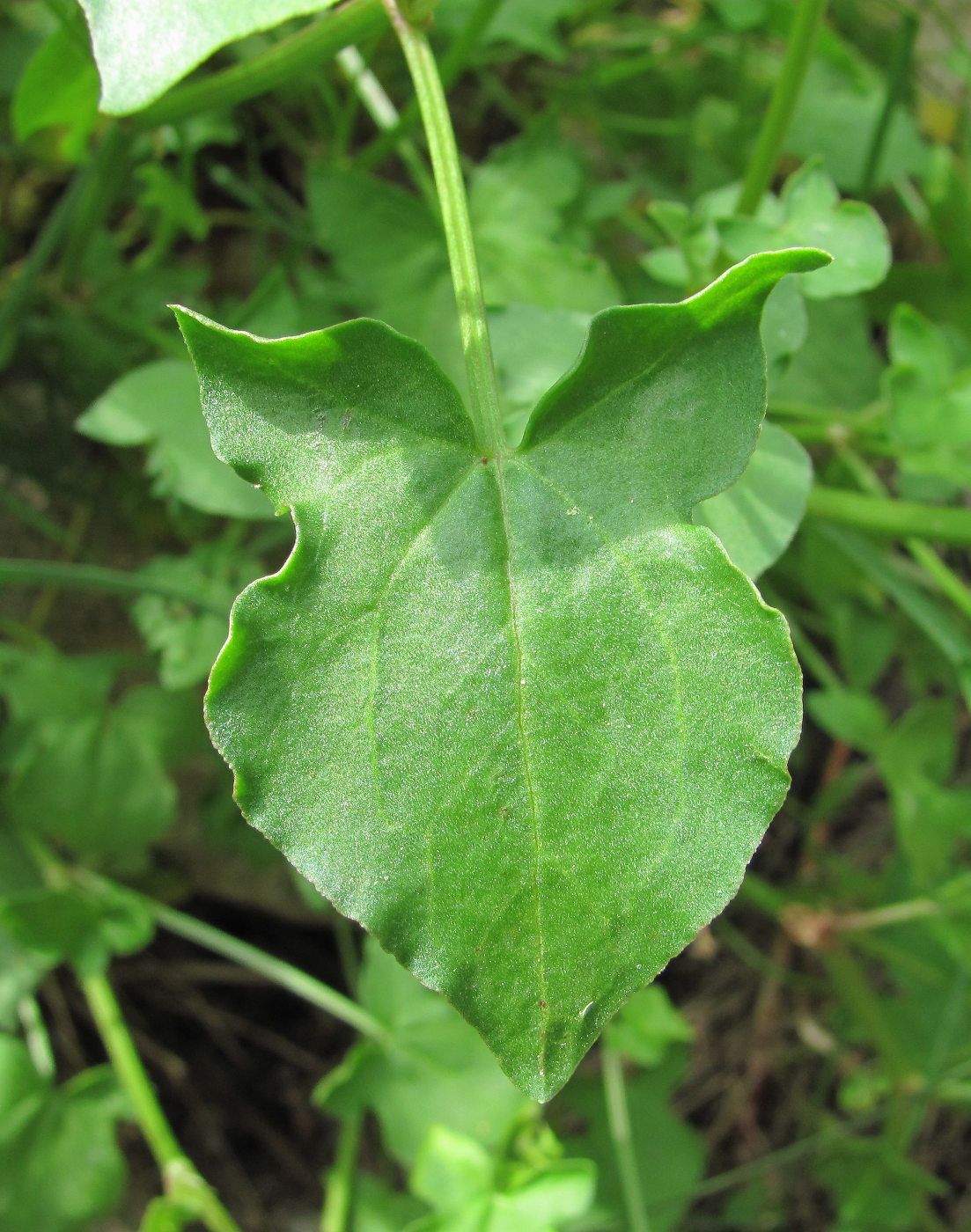 Изображение особи Rumex hastifolius.