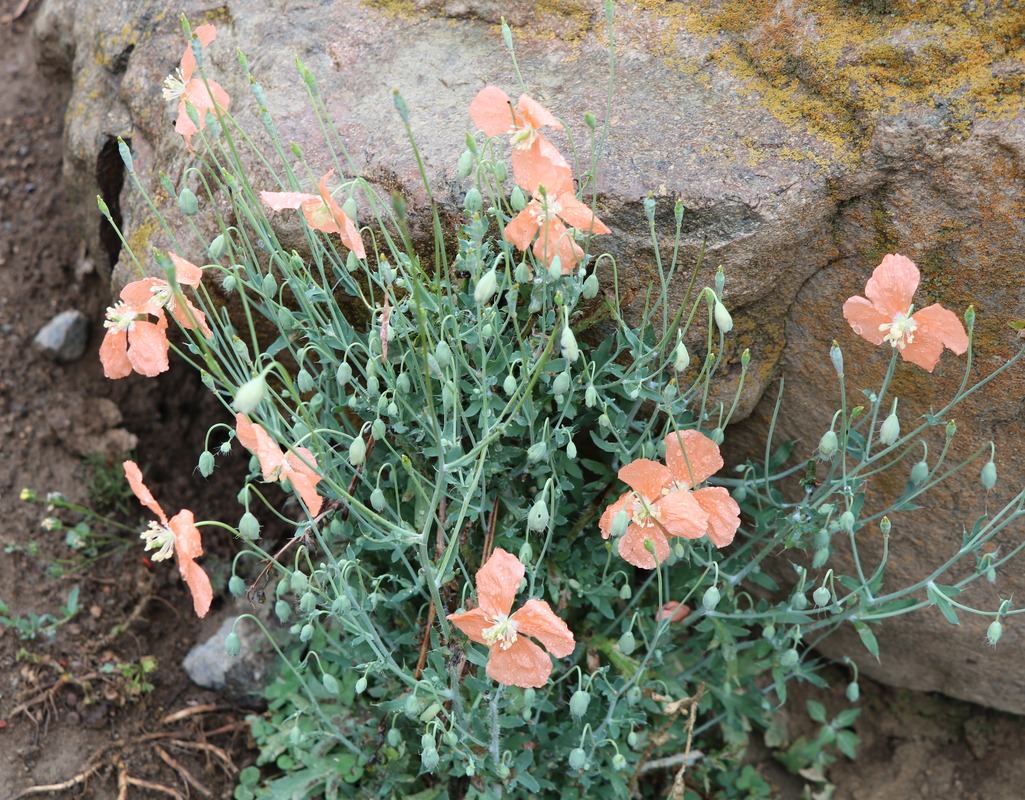 Image of Papaver fugax specimen.